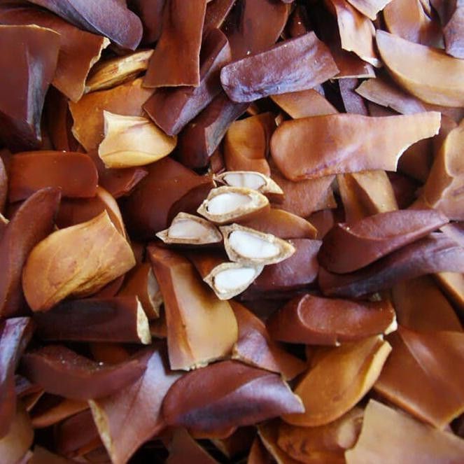 

MURAH Biji Mahoni/Mahoni Kering100gr