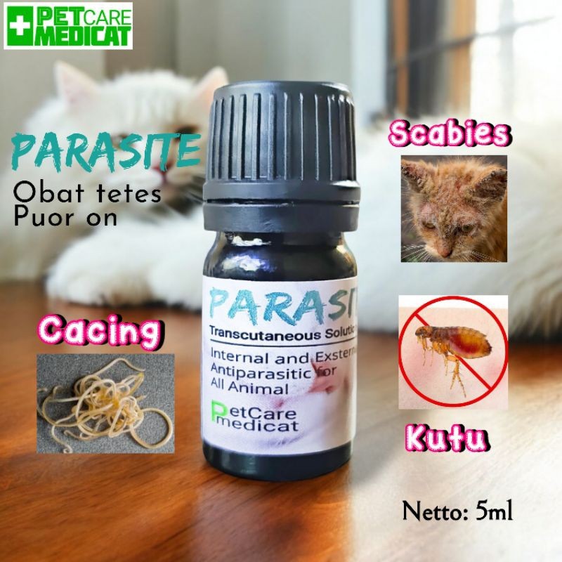 Obat Kutu Kucing Ampuh Obat Cacing Ampuh Obat Kutu Kucing Ampuh Obat Kutu Ampuh Obat Scabies Ampuh P