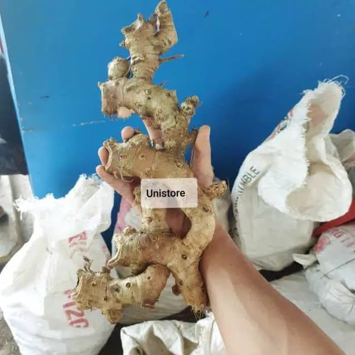 Gelaskosong11 Lempuyang Gajah Segar KC