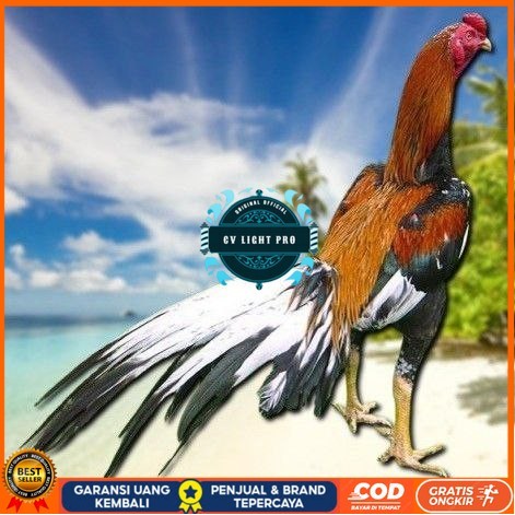 

telur ayam bangkok petarung bisa untuk di tetaskan CV LIGHT PRO