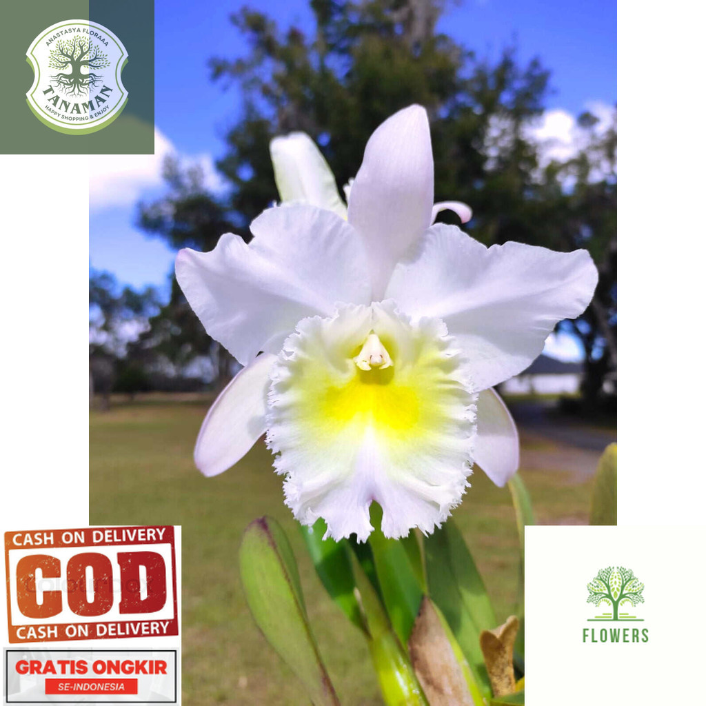 tanaman hias anggrek dendrobium Carmen // anggrek dendrobium // bibit anggrek dendrobium