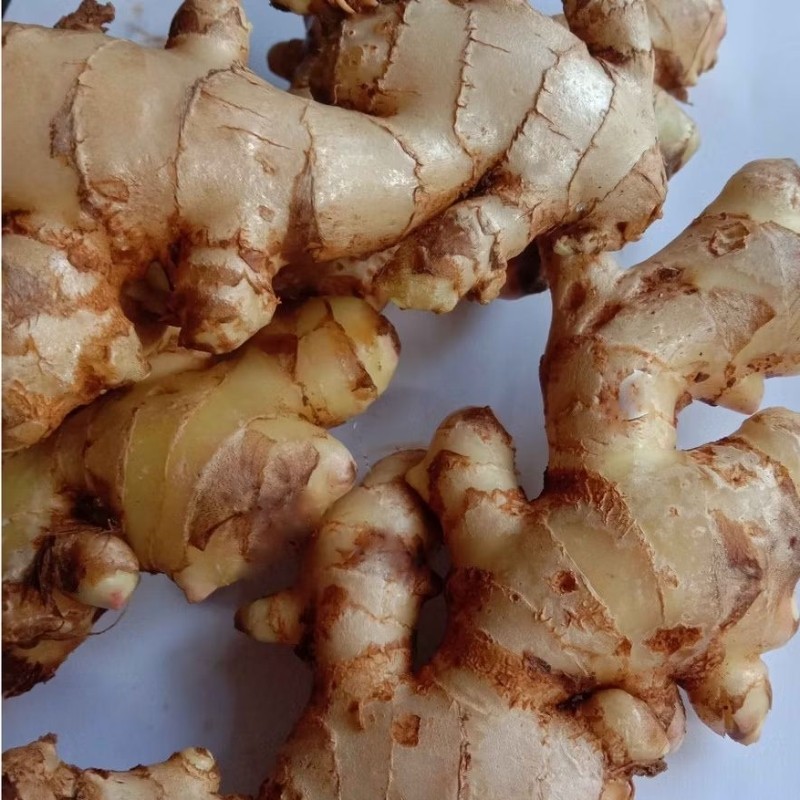 

JAHE PUTIH 1KG segar...obat herbal alami ,obat tradisional asli ..