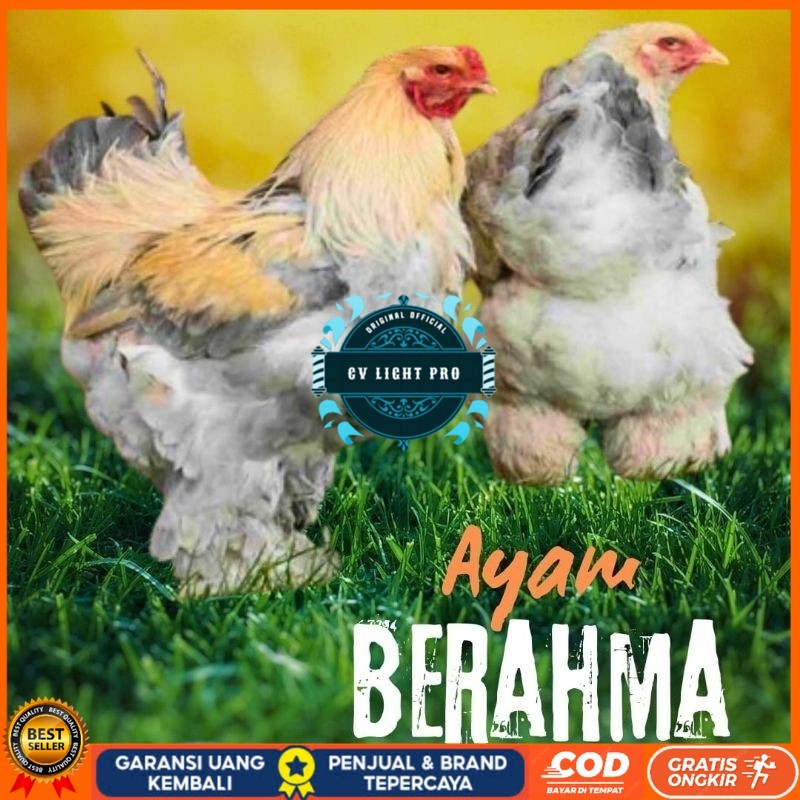 

telur ayam hias Berahma untuk di tetaskan CV LIGHT PRO