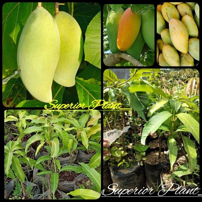 BIBIT MANGGA OKYONG OKULASI TANAMAN MANGGA OKYONG