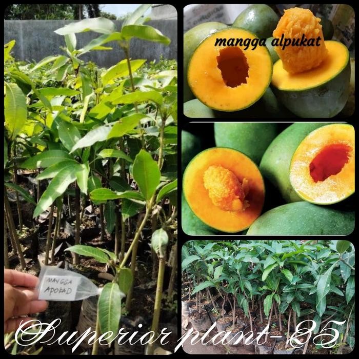 bibit mangga Alpukat hasil okulasi jenis mangga alpukat