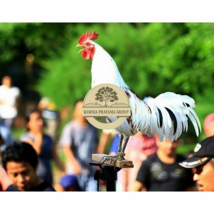 

Telur ayam ketawa dangdut slow gretek fertil asli siap ditetaskan KURNIA PRATAMA GROUP