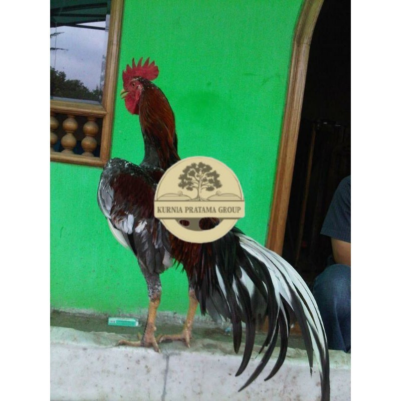 

TELUR AYAM BIRMA JOPER / AYAM BIRMA X RAS JAWA SUPER BESAR UNTUK DI TETASKAN KURNIA PRATAMA GROUP