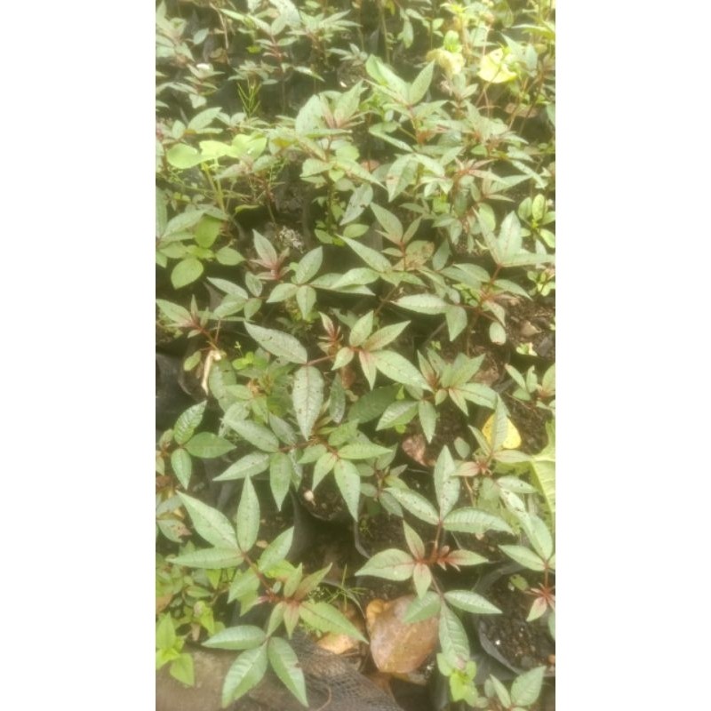 Bibit Tanaman Andaliman Jenis Simanuk  / Zanthoxylum / Tuba / Itir-itir Co
