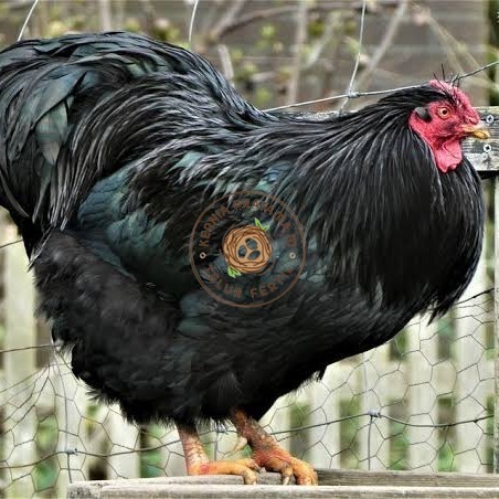

Telur ayam black australorp / telur ayam hias / telur fertil siap cod KURNIA PRATAMA ID