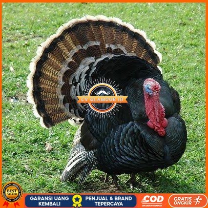 

Telur ayam kalkun jumbo / telur ayam hias / telur fertil siap kirim CV GLAMOUR ID