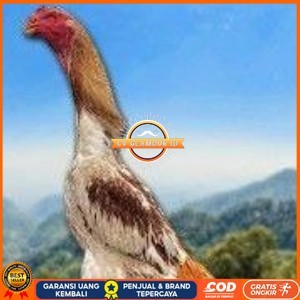 

TELUR SHAMO ORI JAPAN (TERLARIS) CV GLAMOUR ID