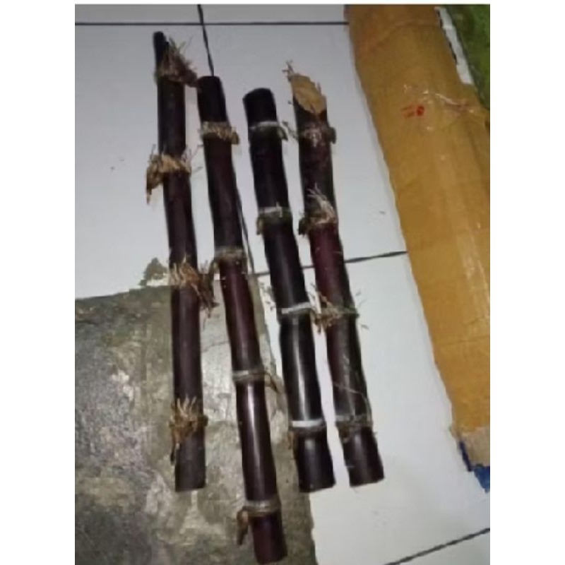 

Tebu Wulung tebu hitam tebu ireng 40 cm