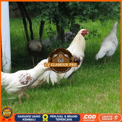 

Telur ayam hias yokohama fertil bisa ditetaskan Langsung CV GLAMOUR PRO