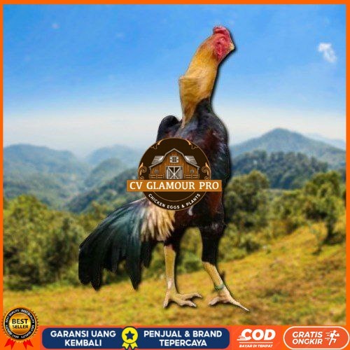 

telur tetas ayam shamo asli ori CV GLAMOUR PRO