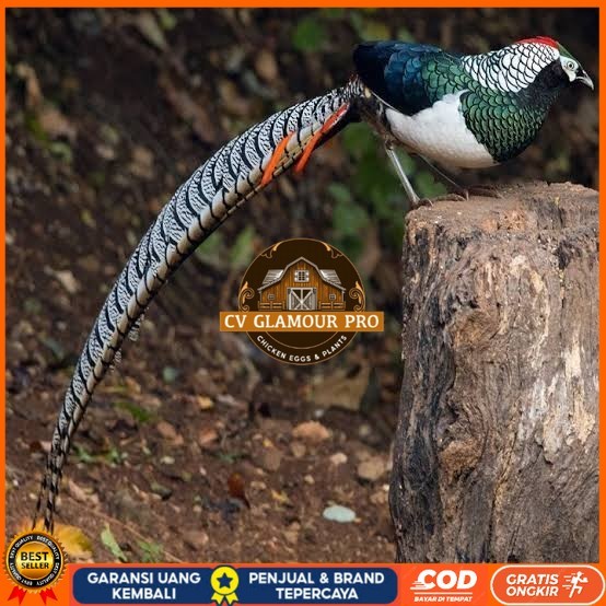 

Telur ayam hias ringneck lady amherst pheasant fertil siap ditetaskan CV GLAMOUR PRO
