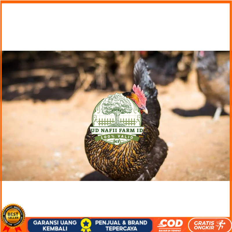 

TELUR FERTIL AYAM KUB AYAM MULTIGUNA INDUKAN TERSELEKSI UNTUK DI TETASKAN UD NAFII FARM ID