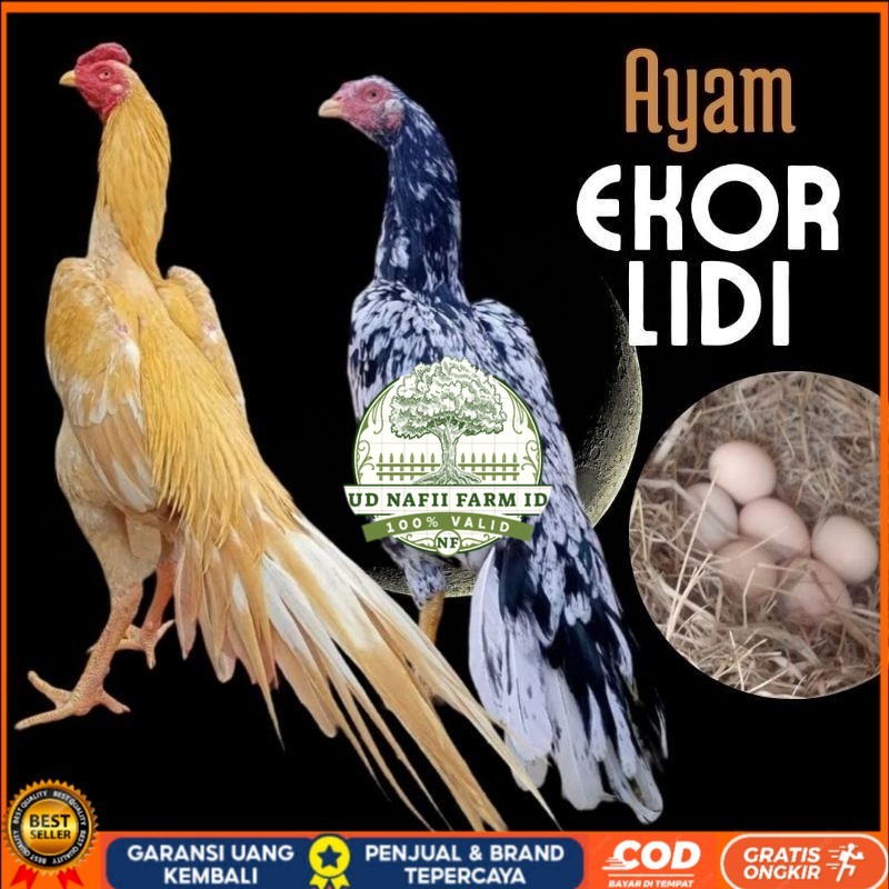 

telur ayam ekor lidi asli original bisa untuk di tetaskan UD NAFII FARM ID Siap tetas