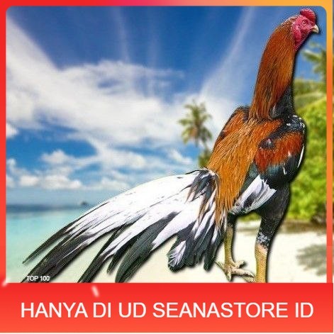 

telur ayam bangkok petarung bisa untuk di tetaskan UD SEANASTORE ID