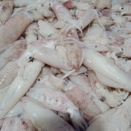 

baby cumi fresh 500gr