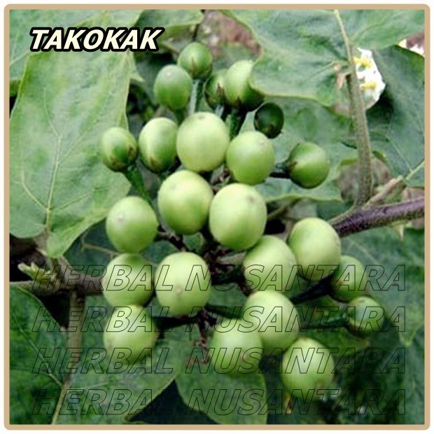 

100 Grm Takokak Tekokak Cepokak Terung Terong Pipit Solanum Torvum [ Fresh produk ]