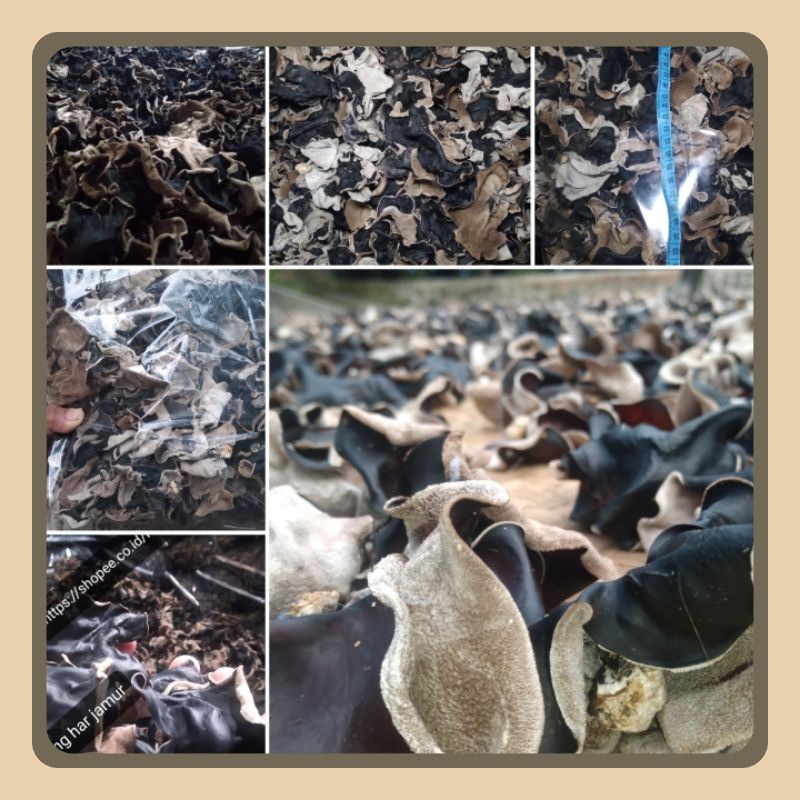 

Jamur kuping kering super Grade A 1020 gr/1> kg