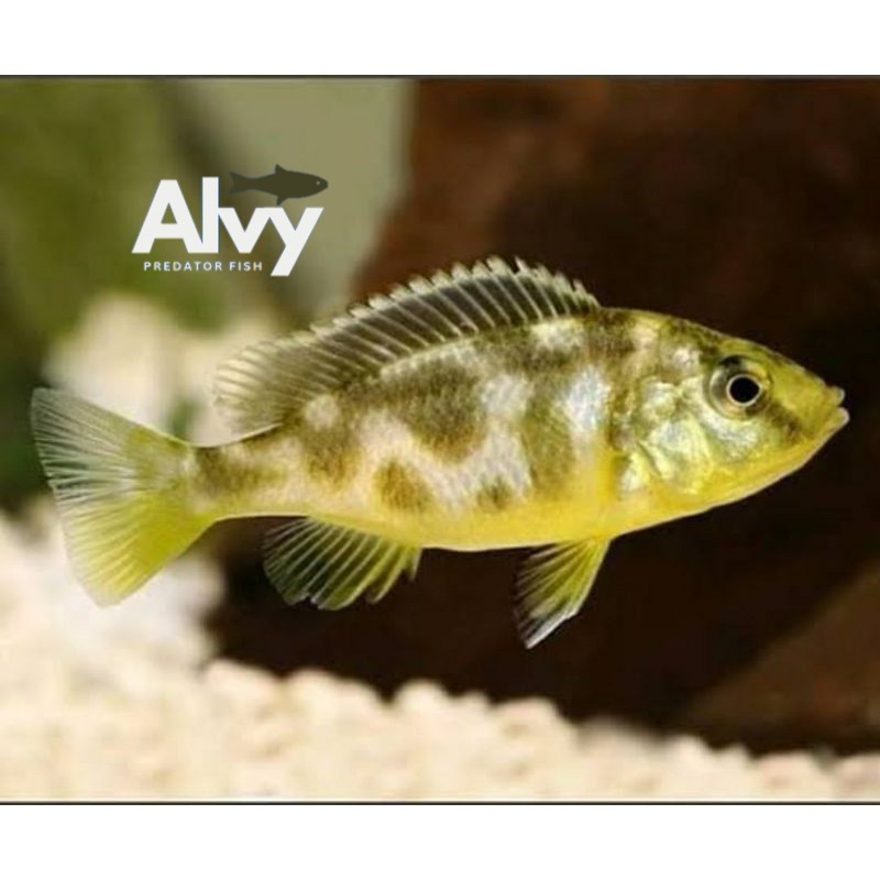 Siklid venustus cichlid