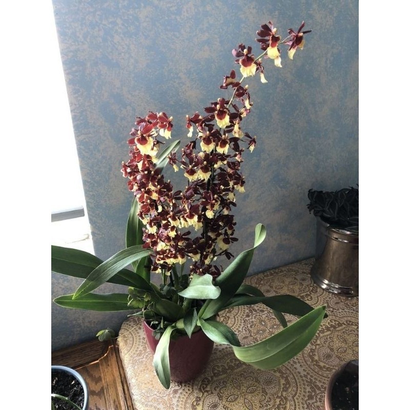 Anggrek Oncidium Dewasa Sharry Baby - Bunga Anggrek Oncidium