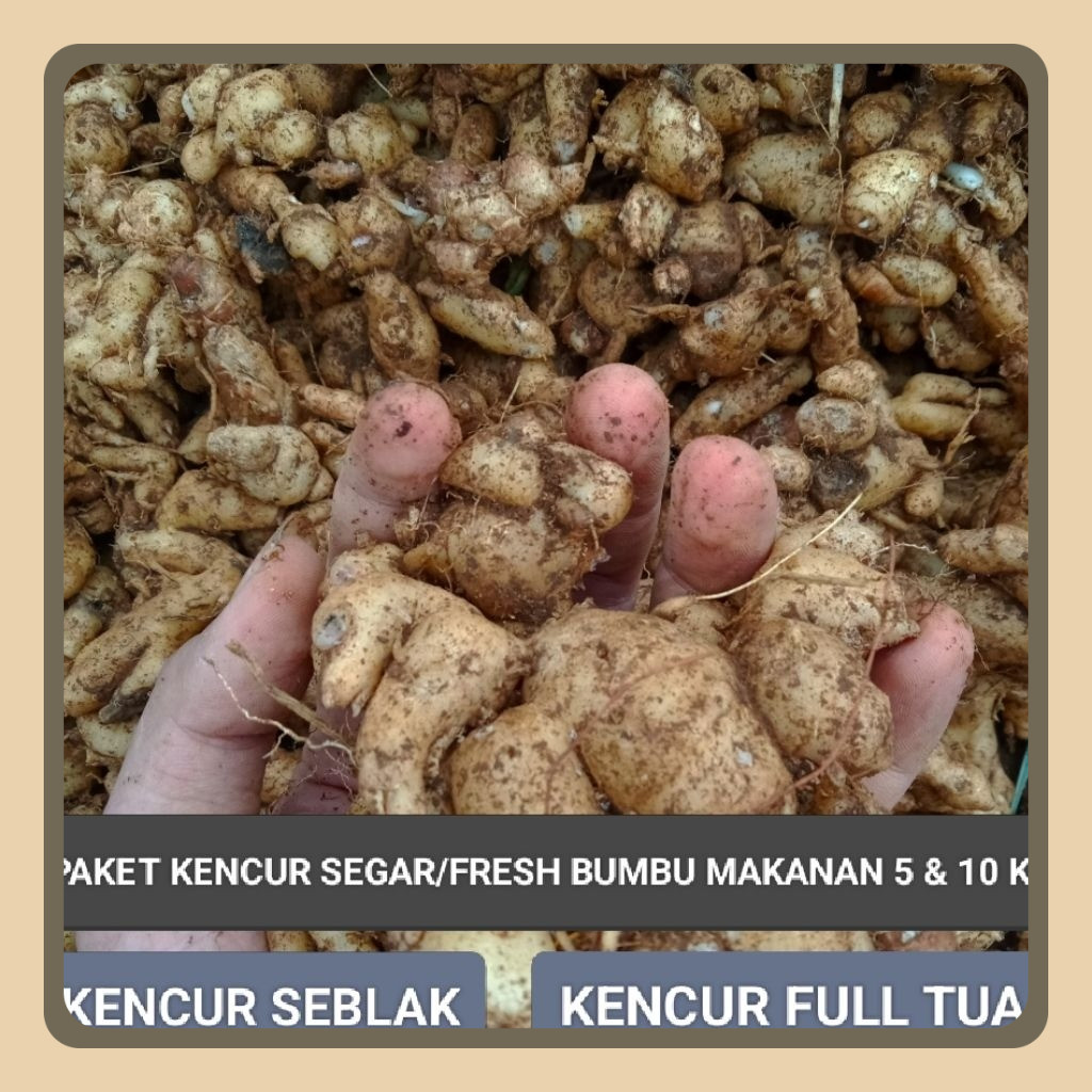 

PAKET KENCUR SEGAR BUMBU SEBLAK DAN MAKANAN 5 & 10 KG