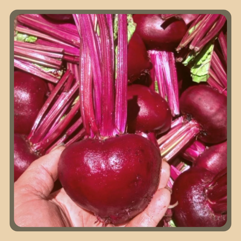 

Buah Bit Organik Segar 1Kg Kaya Nutrisi