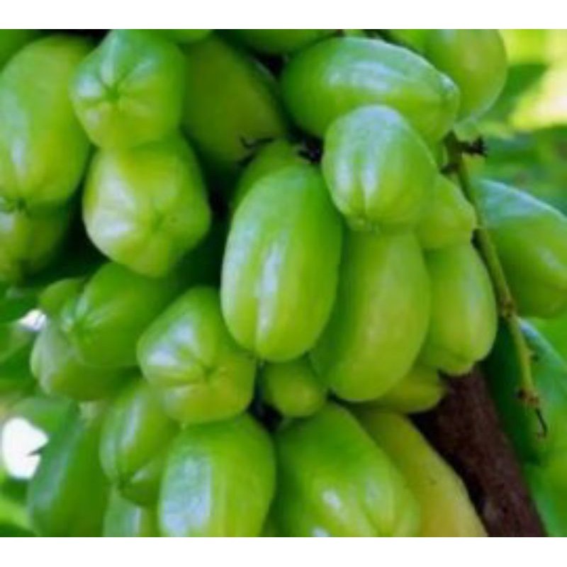 

Belimbing Wuluh segar 200gram / Belimbing Sayur Fresh 200gram