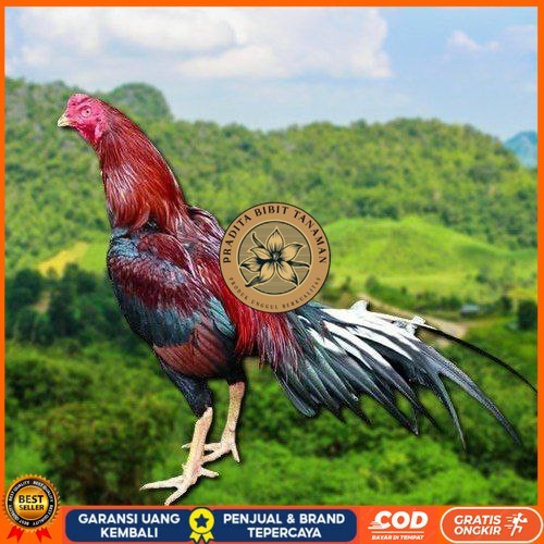 

TELUR AYAM EKOR LIDI KELABU (TERLARIS) PRADITA BIBIT TANAMAN