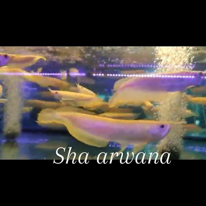 ikan albino silver arwana silver arwana albino - 7-8cm
