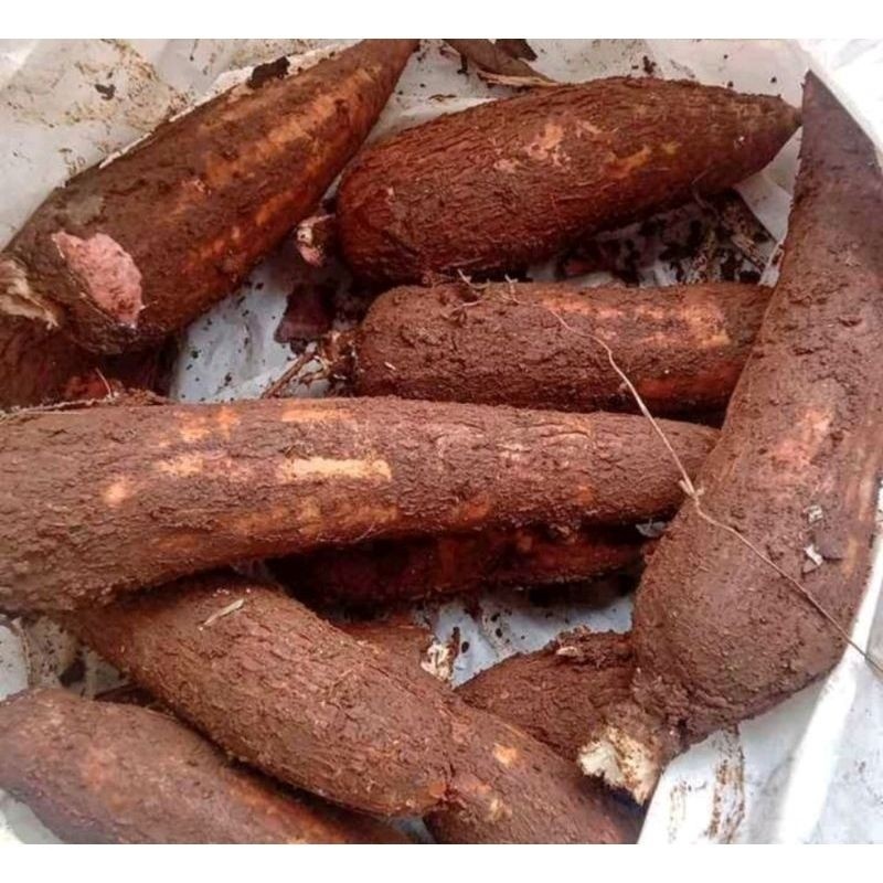 

promo singkong segar 1kg fresh dari kebun
