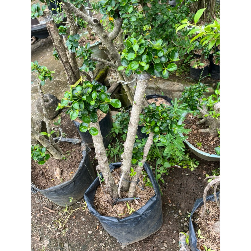 Bonsai Dolar Micro Taman uk Besar