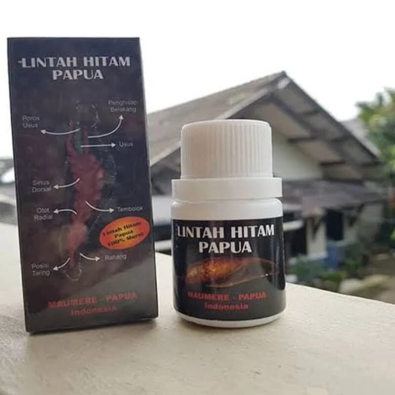Minyak lintah hitam asli papua