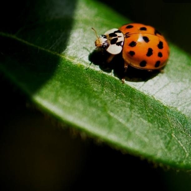 Kumbang koksi kecil/ Ledybag / kepik 10 ekor