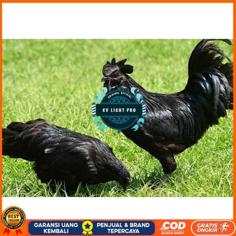 

TELUR AYAM HIAS CEMANI untuk di tetaskan CV LIGHT PRO