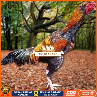 

Telur Ayam Pakhoy Jumbo Vertil Siap Di Tetaskan Jaminan Super Oiginal Bergaransi vertil CV GLAMOUR