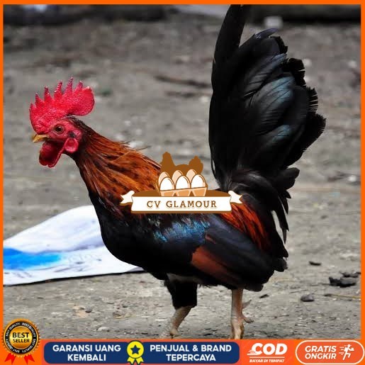 

Telur ayam serama / kate lokal fertil siap ditetaskan CV GLAMOUR