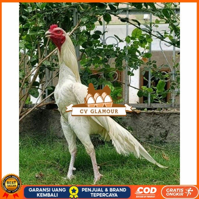 

Telur ayam hias putih nasional bangkok putih fertil siap tetas - ayam nasional CV GLAMOUR