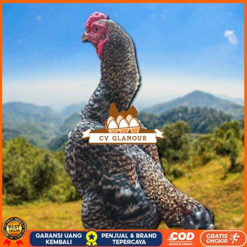 

telur ayam shamo fertil untuk ditetaskan CV GLAMOUR