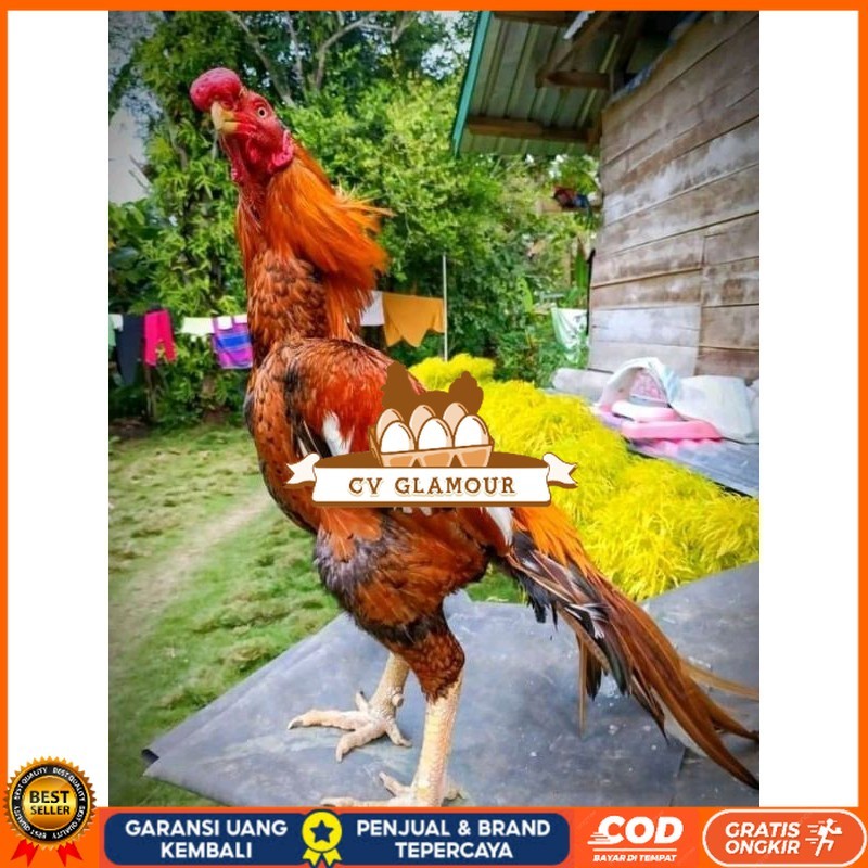 

4 BUTIR TELUR ASSEL HARGA KERJA!! CV GLAMOUR