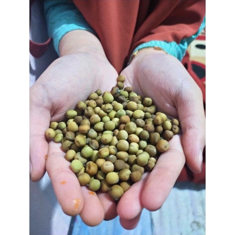 

DISKON GILA KAPRI (BENIH/BIBIT)- kacang kapri organik