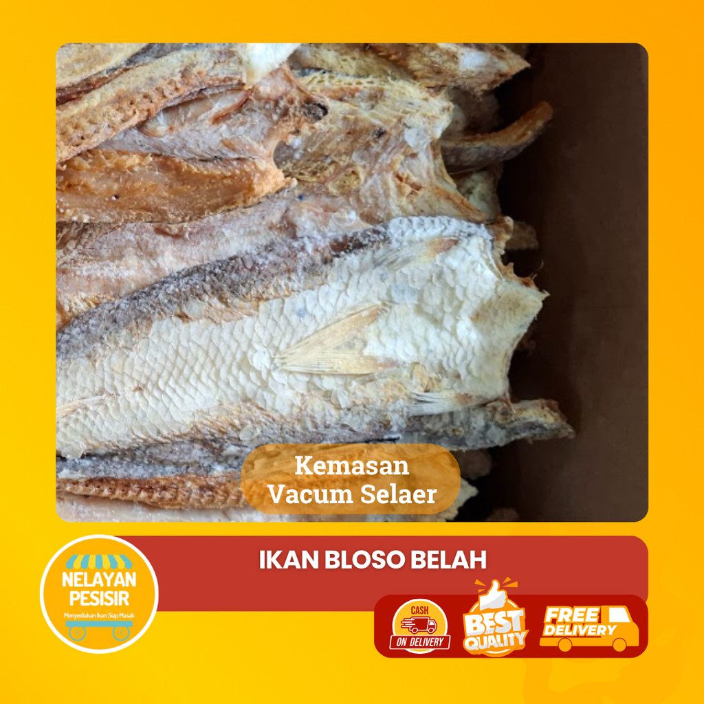 

Ikan Gabus Laut Asin Tebal Kering Bloso Siap Goreng Praktis dan Enak