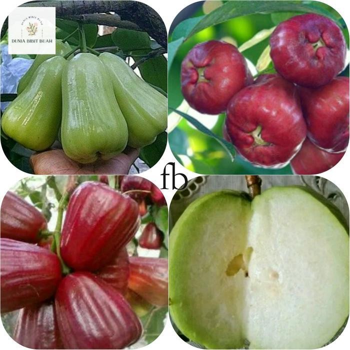 PAKET 4 jenis bibit jambu air madu deli,madu merah,kingrose,kristal