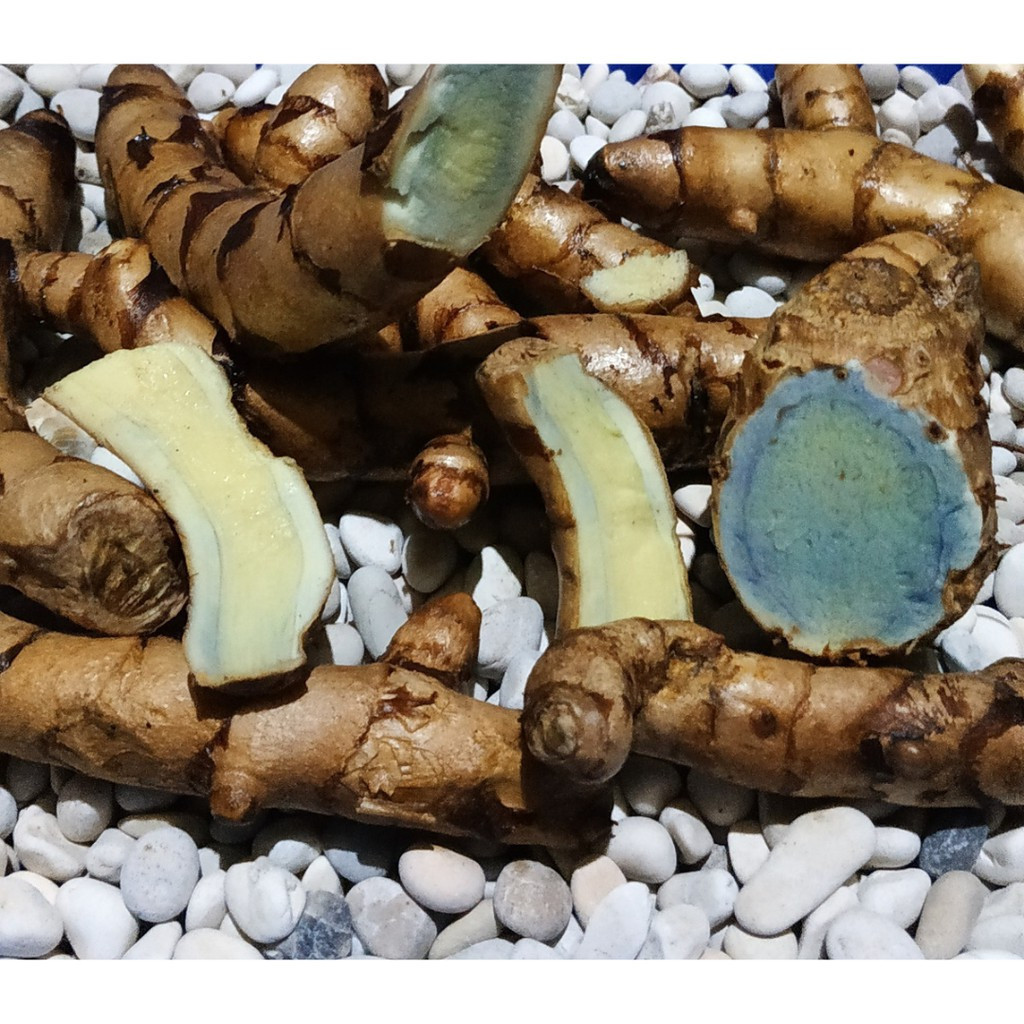 

TEMU HITAM TEMU IRENG KUNYIT HITAM ASLI FRESH 1 KG