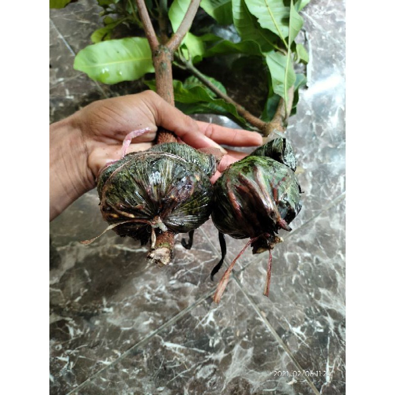 JAMIN MURAH bibit cangkok mangga madu(BISA LANGSUNG ORDER)