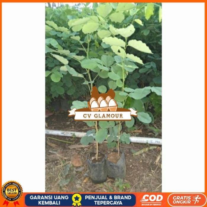 BIBIT TANAMAN POHON KAYU SONOKELING TINGGI 40CM UP Bibit Tanaman Super Unggul CV GLAMOUR