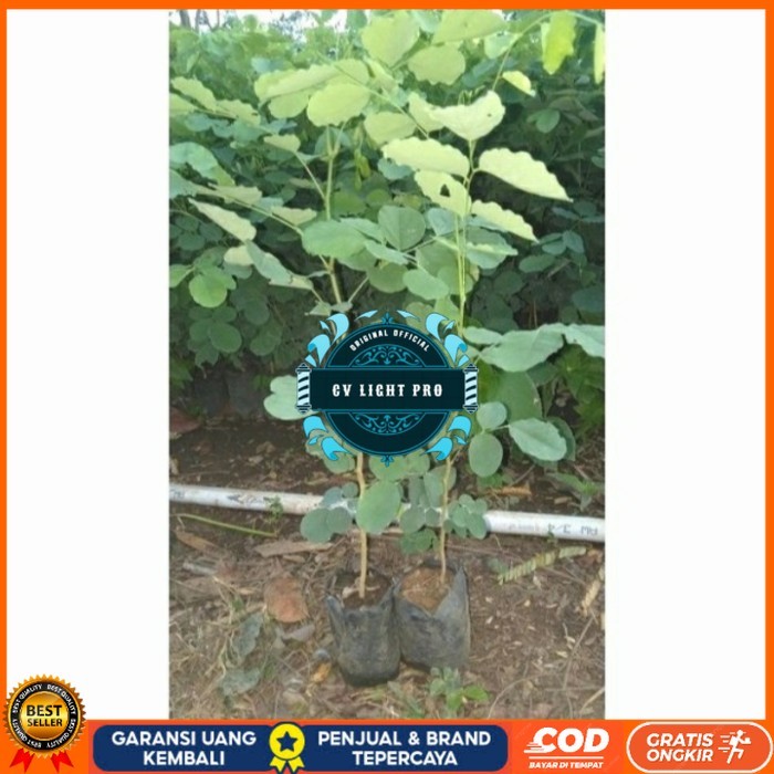 BIBIT TANAMAN POHON KAYU SONOKELING TINGGI 40CM UP Bibit Tanaman Super Unggul CV LIGHT PRO