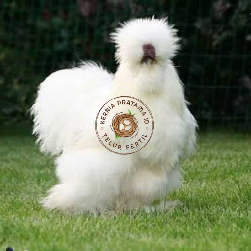 

TELUR AYAM HIAS SILKIE UNTUK DI TETASKAN KURNIA PRATAMA ID